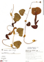 Aristolochia cymbifera Mart. & Zucc., Brazil, E. Herringer 902, F