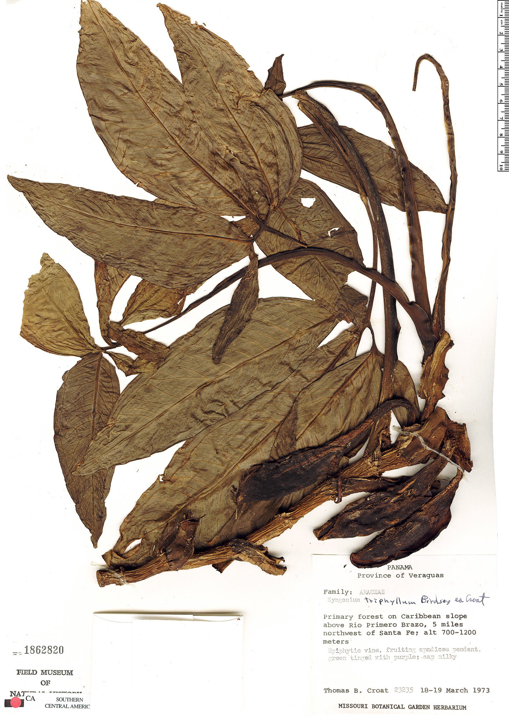 Syngonium triphyllum image