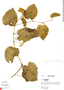 Cissus verticillata subsp. verticillata, Peru, R. B. Foster 3281, F