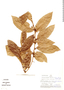 Xylosma benthamii (Tul.) Triana & Planch., Peru, J. Revilla 2591, F