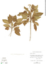 Croton lucidus L., BAHAMAS, D. Cornell 50770, F