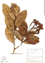 Tabebuia stenocalyx Sprague & Stapf, J. Andrade-Lima 67-5167, F