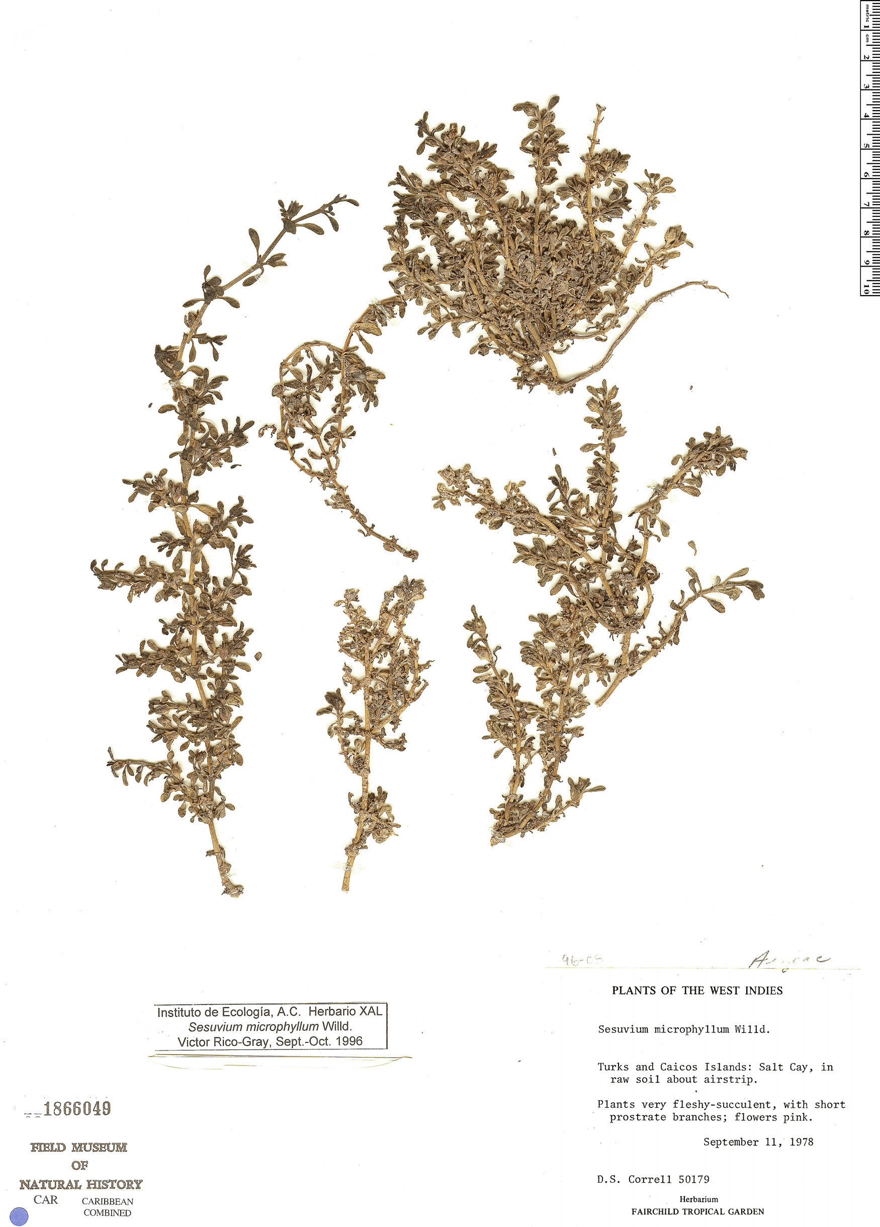 Sesuvium microphyllum image