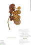 Clusia nigrolineata P. F. Stevens, Peru, M. Rimachi Y. 920, F