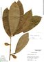 Pouteria nudipetala T. D. Penn., Peru, M. Rimachi Y. 3106, F