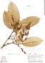 Machaerium floribundum var. hypargyreum, Peru, A. H. Gentry 19071, F