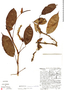 Anthurium carnosum image