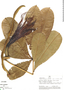 Pachira insignis (Sw.) Sw. ex Savigny, Peru, J. Revilla 2139, F