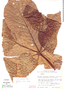 Cecropia distachya Huber, Ecuador, W. T. Vickers 91, F