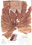 Cecropia herthae Diels, Ecuador, W. T. Vickers 92, F
