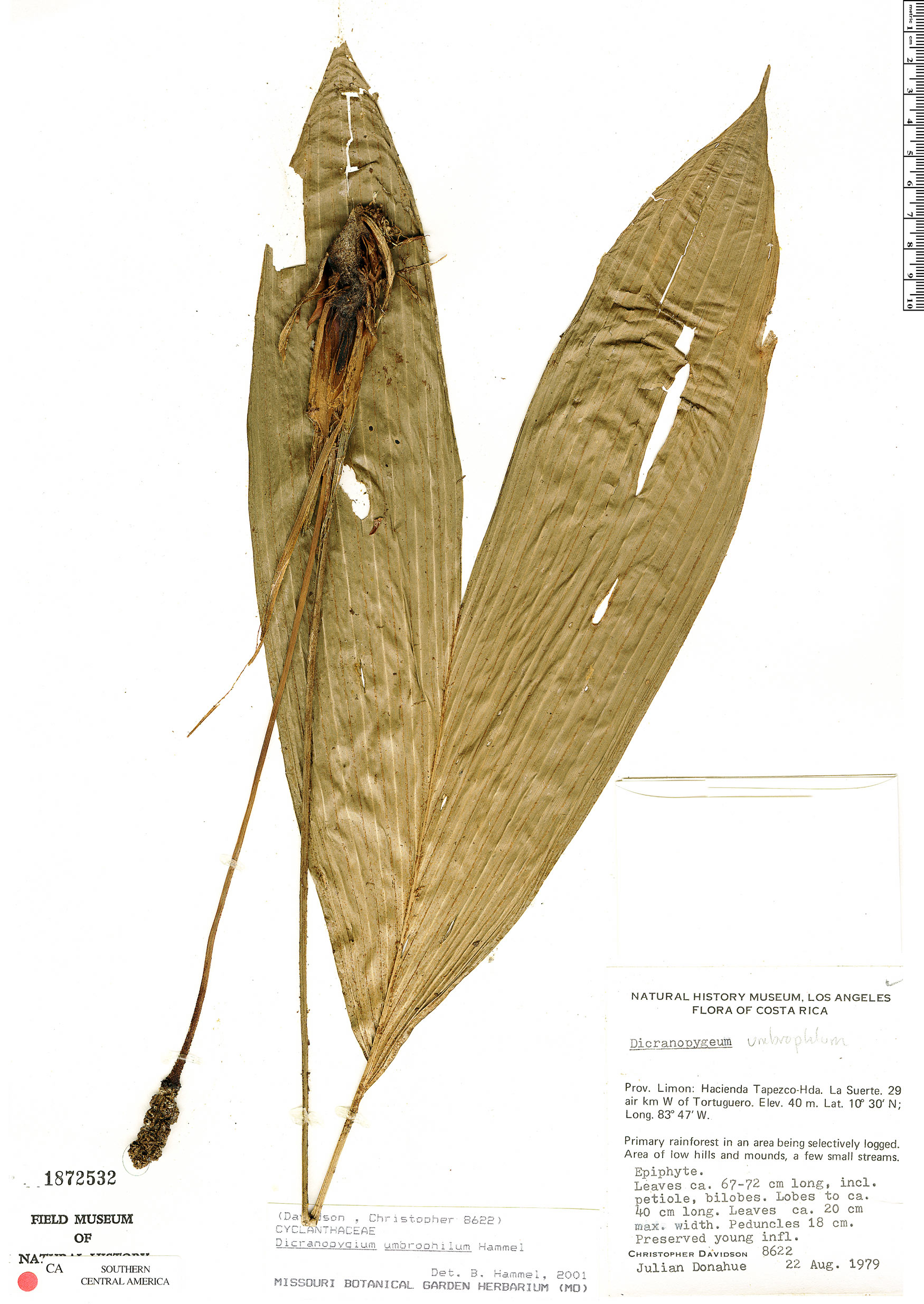 Dicranopygium umbrophilum image