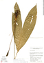 Dicranopygium umbrophilum, Costa Rica, J. K. Donahue 8622, F