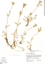 Halenia weddelliana Gilg, J. L. Luteyn 6385, F
