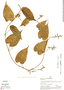 Dioscorea syringifolia Knuth & M. R. Schomb., A. H. Gentry 23527, F