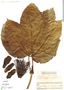 Caryocar nuciferum L., Venezuela, L. Marcano-Berti 439, F