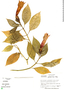 Symbolanthus pulcherrimus Gilg, Panama, A. H. Gentry 28635, F