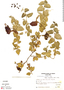 Aristolochia lindneri A. Berger, Bolivia, A. Krapovickas 36634, F
