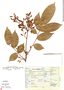 Rourea glabra Kunth, Mexico, J. I. Calzada 5505, F