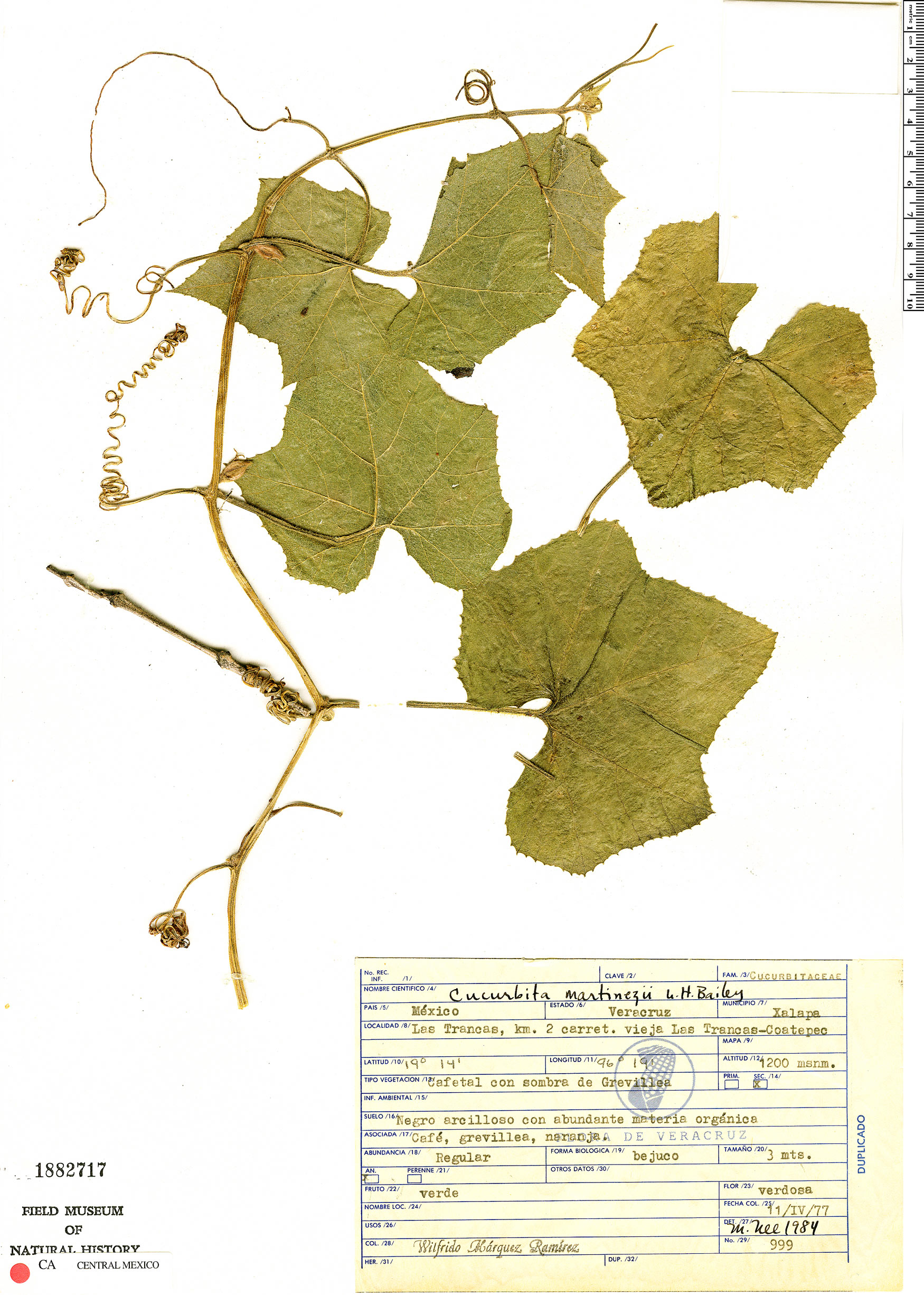 Cucurbita okeechobeensis subsp. martinezii image