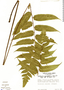 Diplazium grandifolium (Sw.) Sw., Panama, P. A. Armond 294, F
