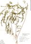Phyllanthus stipulatus (Raf.) Webster, Peru, J. Schunke Vigo 1095, F