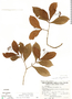 Psychotria orosiana image