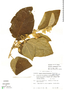 Solanum rudepannum Dunal, Mexico, G. E. Schatz 269, F