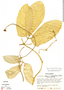 Psiguria triphylla (Miq.) C. Jeffrey, Honduras, J. Saunders 477, F
