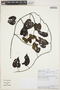 Odonellia hirtiflora (M. Martens & Galeotti) K. R. Robertson, PERU, L. Valenzuela 12152, F