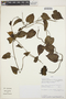 Odonellia hirtiflora (M. Martens & Galeotti) K. R. Robertson, PERU, Rod. Vásquez 24775, F