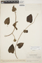 Odonellia hirtiflora (M. Martens & Galeotti) K. R. Robertson, VENEZUELA, Ll. Williams 15289, F