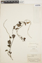 Odonellia hirtiflora (M. Martens & Galeotti) K. R. Robertson, PERU, E. P. Killip 29970, F