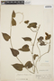 Odonellia hirtiflora (M. Martens & Galeotti) K. R. Robertson, PERU, E. P. Killip 26210, F