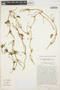 Anredera brachystachys (Moq.) Sperling, COLOMBIA, C. R. Sperling 5255, F