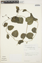 Anredera cordifolia (Ten.) Steenis, PERU, T. Plowman 10987, F