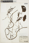 Anredera cordifolia (Ten.) Steenis, ARGENTINA, P. G. Lorentz 556, F