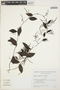 Anredera cordifolia (Ten.) Steenis, ARGENTINA, R. O. Vanni 4191, F