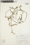 Anredera densiflora Sperling, Peru, S. Leiva G. 99, F