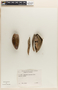 Marsdenia maculata Hook., COLOMBIA, Bro. Elias 1389, F