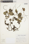Peperomia blanda (Jacq.) Kunth, ARGENTINA, S. G. Tressens 5046, F