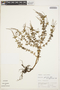 Peperomia galioides Kunth, VENEZUELA, M. Nee 16993, F