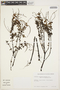 Peperomia galioides Kunth, VENEZUELA, A. Charpin 13391, F