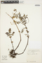 Peperomia galioides Kunth, VENEZUELA, A. Charpin 13293, F