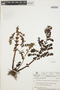 Peperomia galioides Kunth, VENEZUELA, L. E. Ruíz-Terán 9133, F