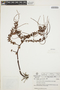 Peperomia galioides Kunth, VENEZUELA, L. E. Ruíz-Terán 12834, F