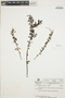 Peperomia galioides Kunth, VENEZUELA, L. E. Ruíz-Terán 12335, F