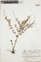 Peperomia galioides Kunth, VENEZUELA, L. E. Ruíz-Terán 9355, F