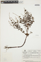 Peperomia galioides Kunth, VENEZUELA, L. E. Ruíz-Terán 730, F