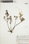 Peperomia galioides Kunth, VENEZUELA, L. E. Ruíz-Terán 6587, F