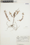 Peperomia galioides Kunth, VENEZUELA, L. E. Ruíz-Terán 7580, F
